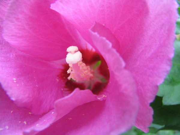 Hibiscus Beauty Close Up