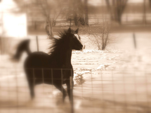 Mystical Horse