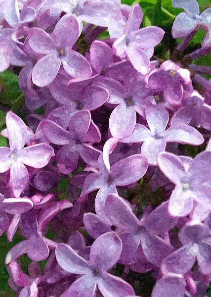 Lilac