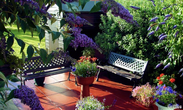 POTS & BUDDLEJA