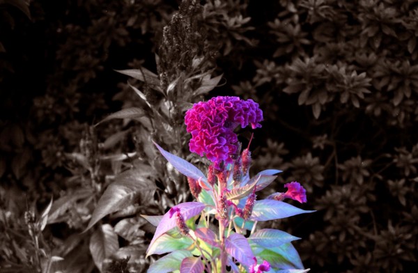 flower in sepia and color