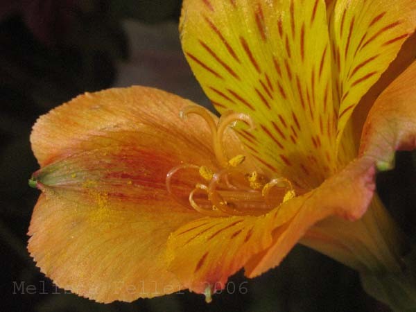 pollen