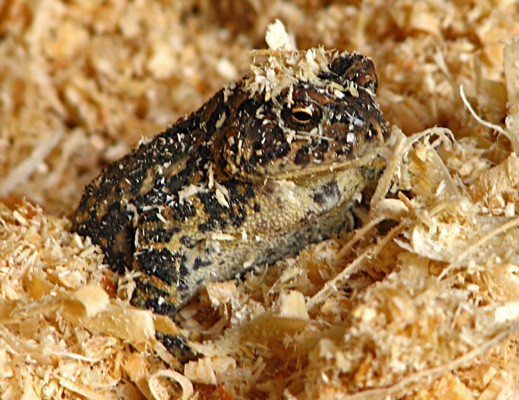 Too cute toad