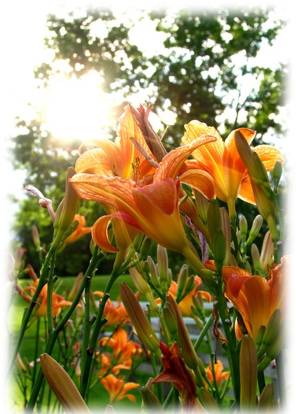 Sun through the tigerlilys