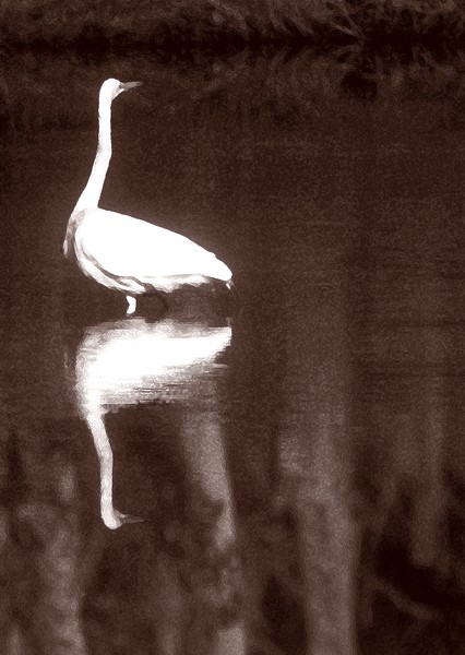 Egret Reflection in Dutone Two