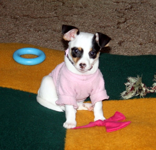 Patches posing