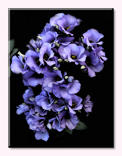 LISIANTHUS