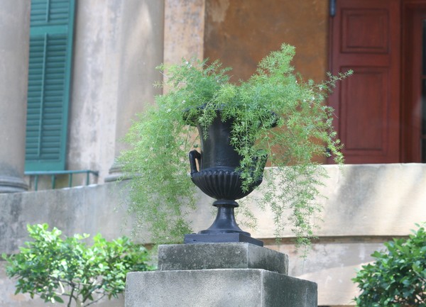 Fern