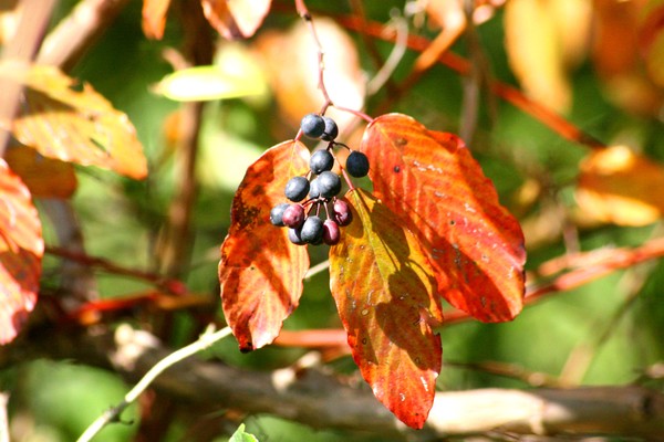 Fall Leafs w/Berries