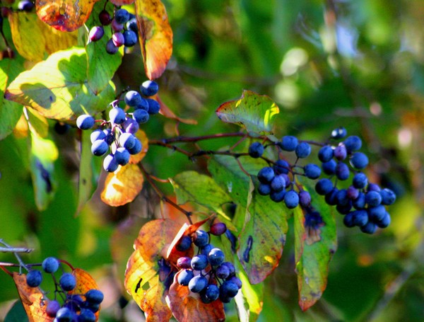 Fall Leafs w/Berries III