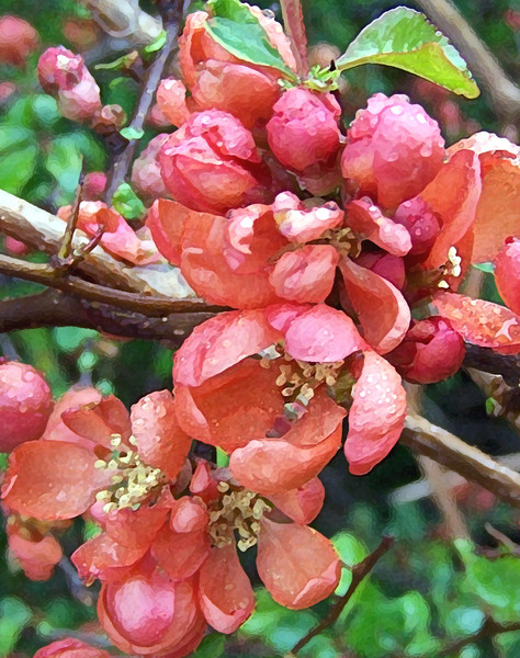 japonica 2