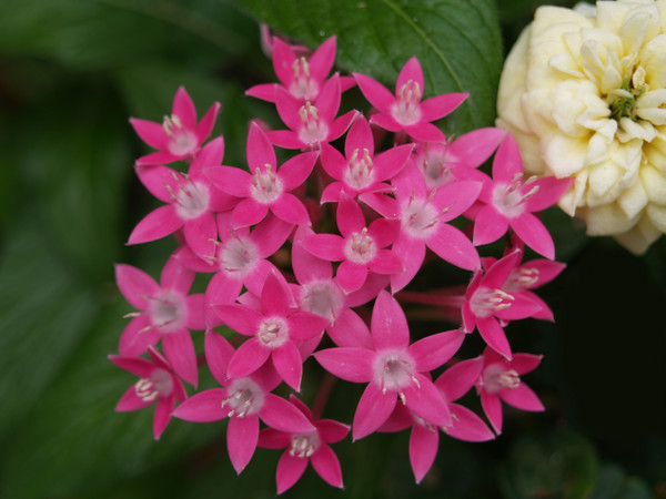 The power of Pink.