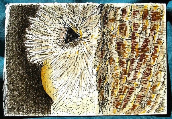 Barn Owl...