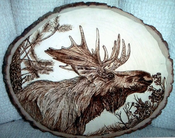 Moose having Lunch