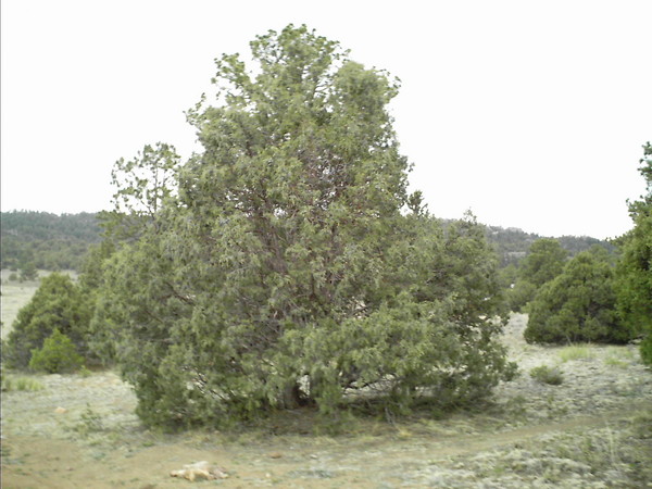 puffy tree