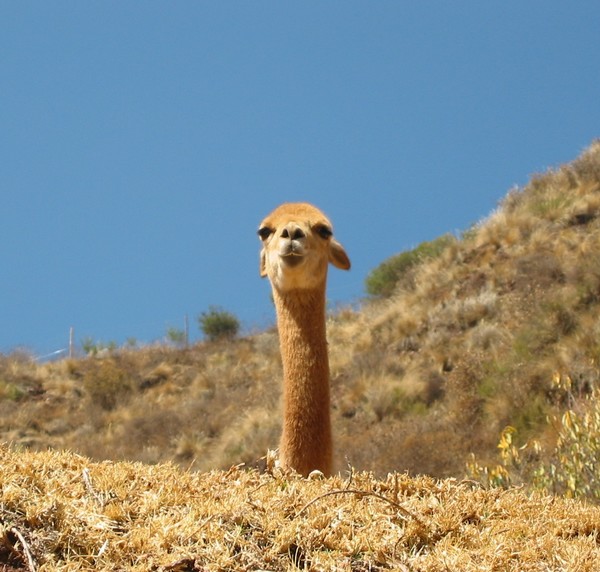 Head and Neck