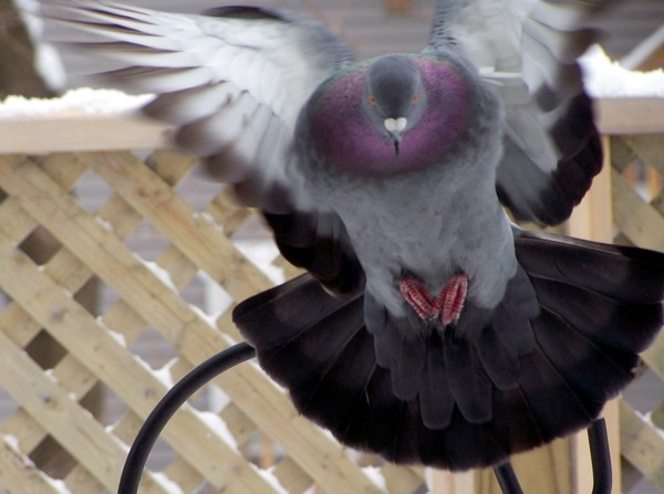 In Flight
