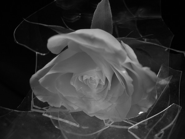 Roses of glass
