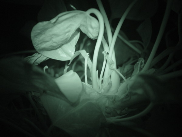 Slumbering Plant
