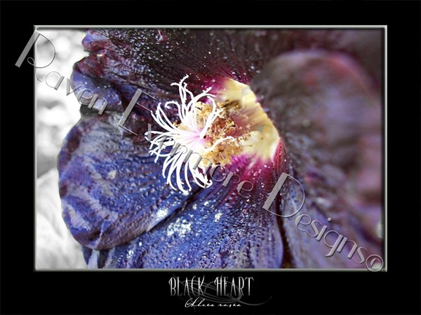 Black Heart