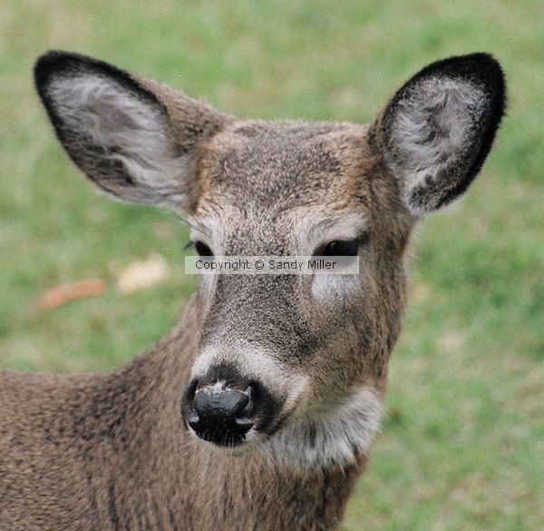 Fawn