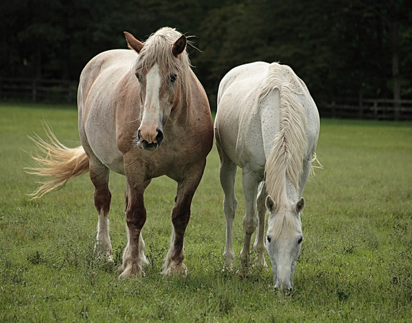 Buddies