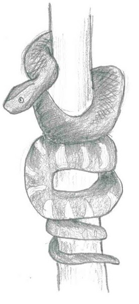 Snake
