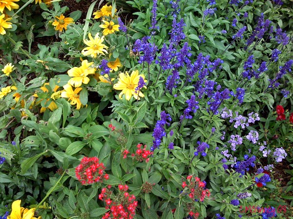 May Flowers