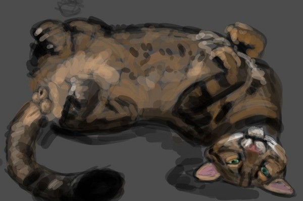 Kitty cat