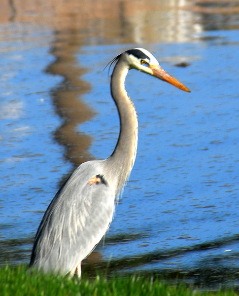 Great Blue Heron