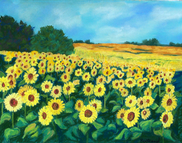 les tournesols