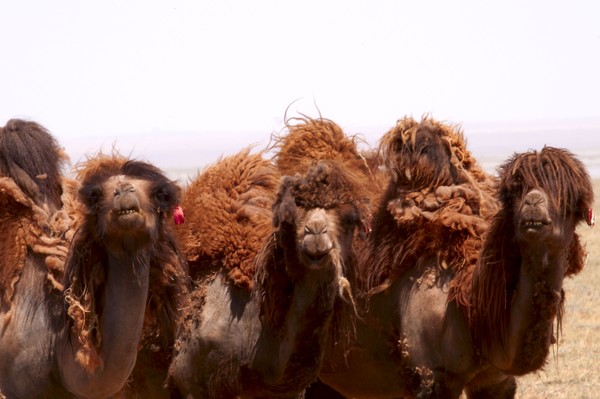 Camels on the Gobi Desert