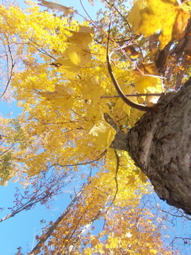 Lookin UP