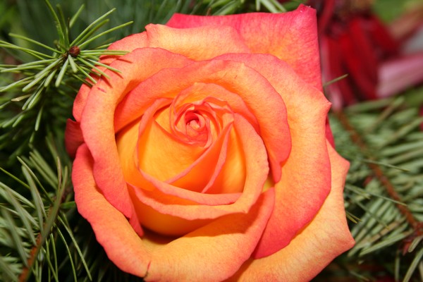Orange Rose