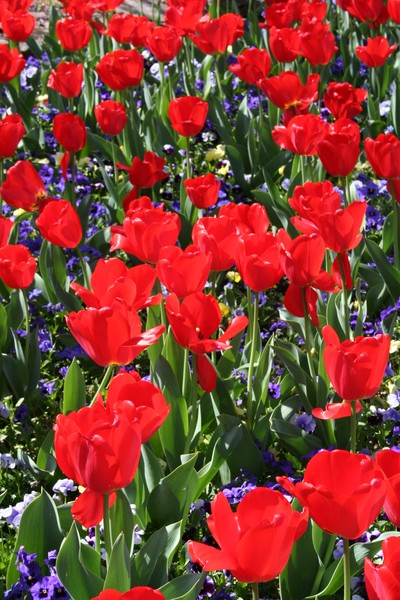Field of Red tulips