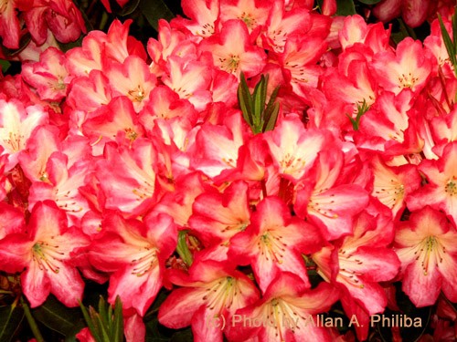Rhododendroms