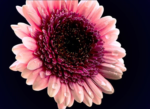 Macro Flower