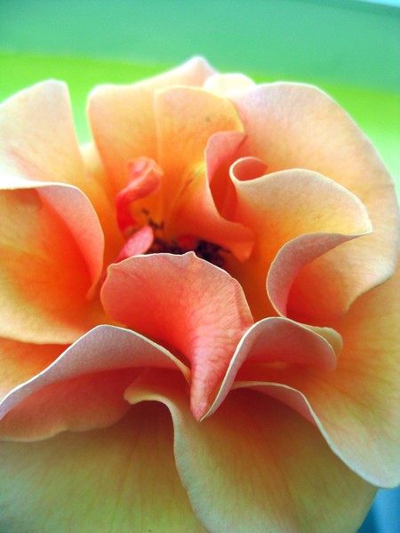 Rose (close up)