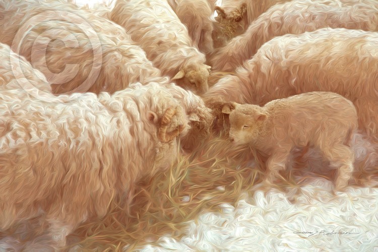 Sheep and Lamb