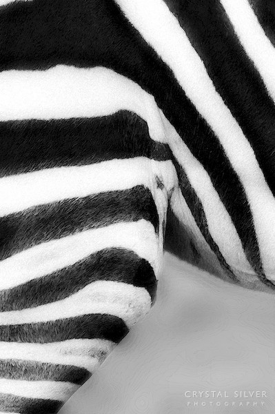 Zebra, July 2004