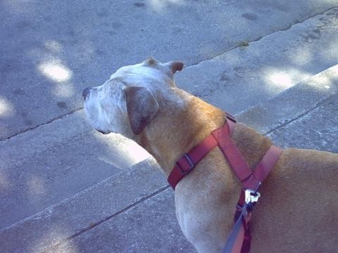 Dusty daydreaming