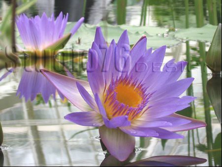 Water Lilies