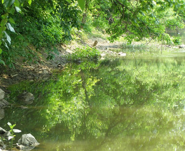 The Color Green