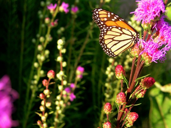 Monarch-y