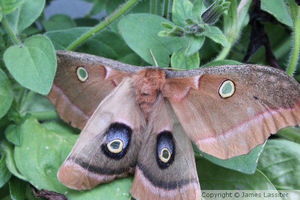 Mothra