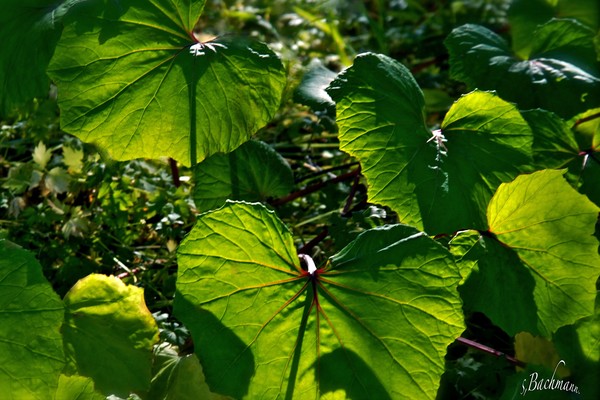  See thru summer leafs !