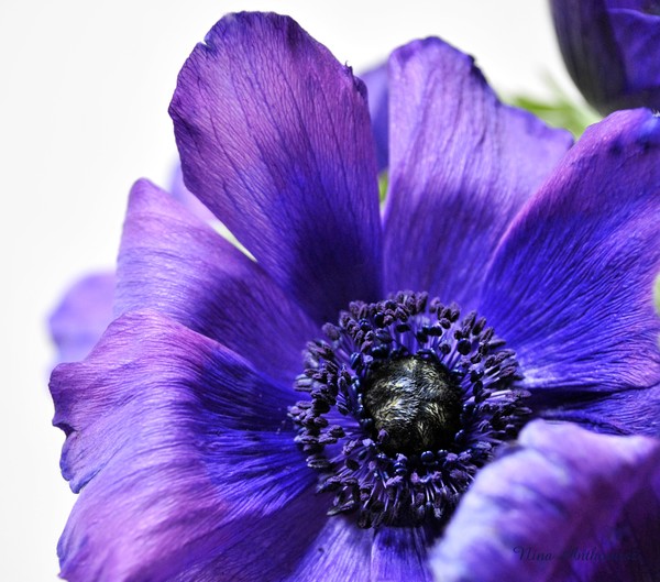 Violet purple indigo Anemone