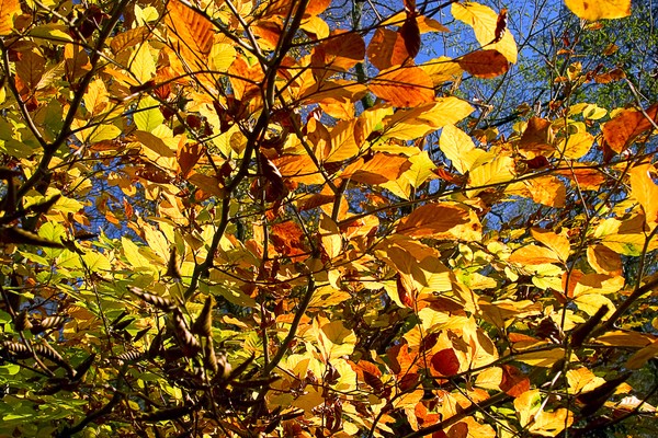 Autumn_Leaves_1