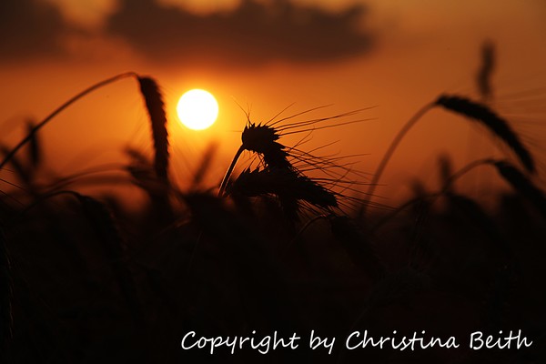 Field of dreams