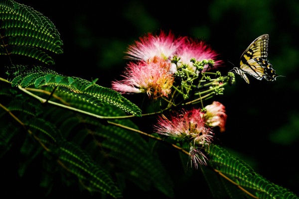 swallowtail and silkwood